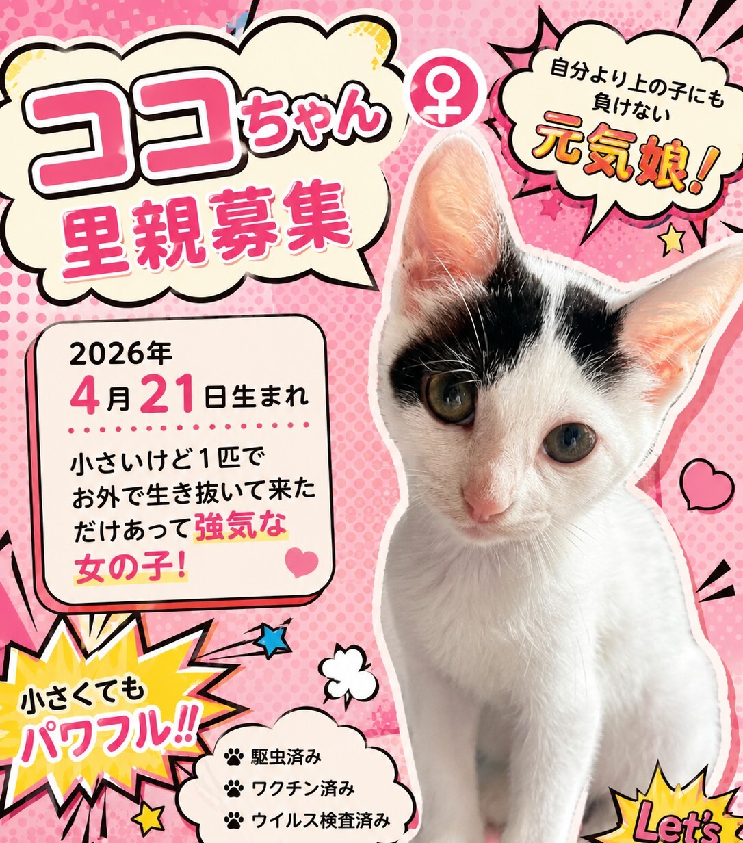 譲渡会参加 ハチワレちゃん」長崎県 - 猫の里親募集(545043) 3枚目の
