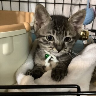 譲渡会参加　キジ猫