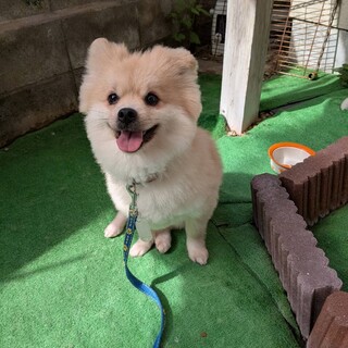 人が大好き！元気で陽気なチワワのツナ君