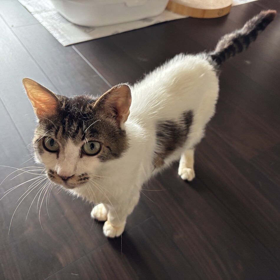 にゃーくんのカバー写真