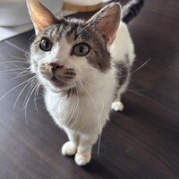 にゃーくん