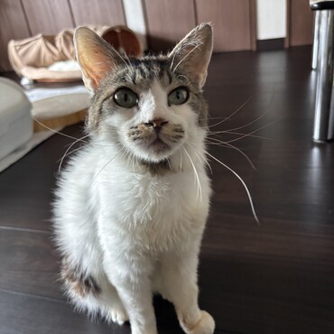 にゃーくんの写真