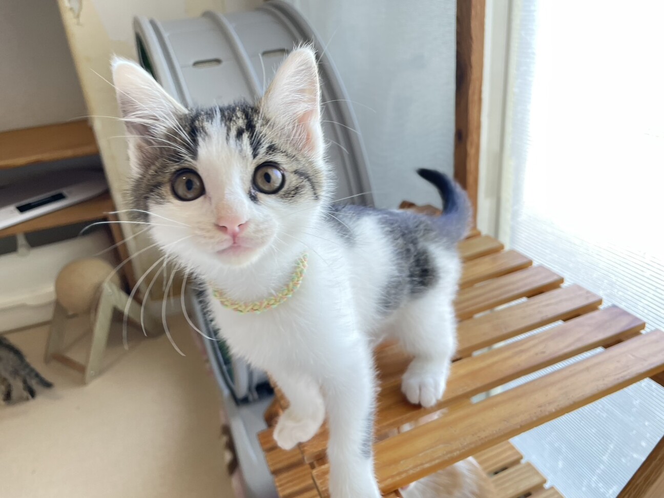 くいしんぼう☆ひやま☆ワ」大阪府 - 猫の里親募集(545050) 4枚目の