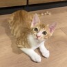 良く食べ良く遊び良く寝るゲンちゃんです