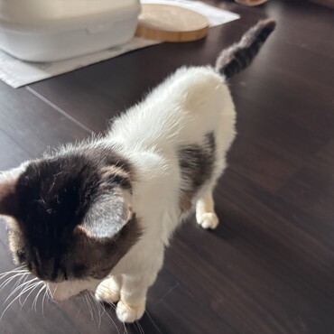 にゃーくんの写真