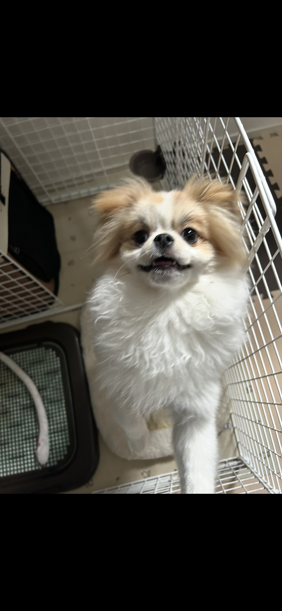 ポメラニアンmix人懐こ」岡山県 - 犬の里親募集(545056) 1枚目の