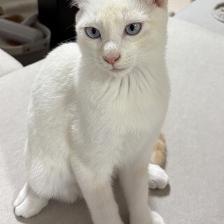 子猫の里親を募集しています　生後4か月の男の子