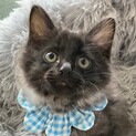 半長毛のブラックスモーク、甘えたさんのキキです♡