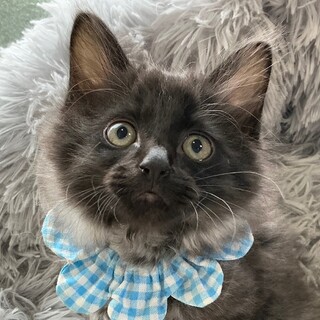 半長毛のブラックスモーク、甘えたさんのキキです♡