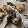 ぴーたこ