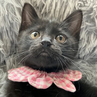 黒猫好きにはたまらない、お転婆さんのララです♡