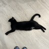 やさしい性格の黒猫くん サムネイル4
