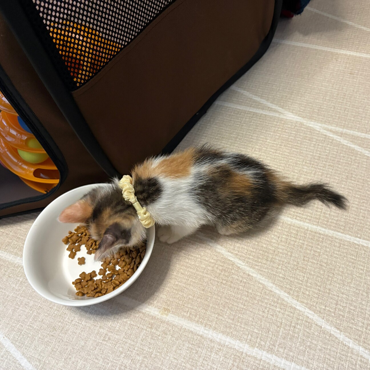 三毛猫☆かむろ☆賢い」大阪府 - 猫の里親募集(545066) 2枚目の画像