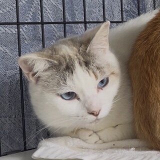 ブルーの瞳の猫ちゃん