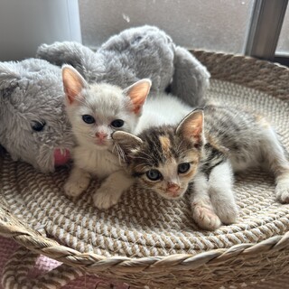 ミルクから育てた甘えん坊な白ミケちゃん