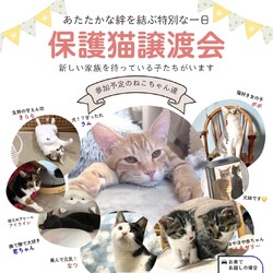 横浜保護ねこ譲渡会 in洋光台
