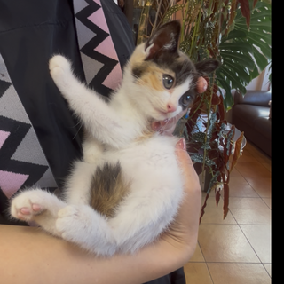 七夕の日に保護された三毛猫ちゃん