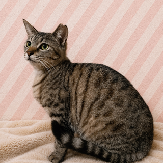 甘いフェイス “ここな” は “ここ” にいます♡