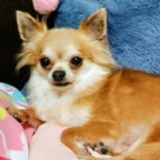 男性にもべったり甘えるチワワのキュート君