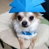 男性にもべったり甘えるチワワのキュート君