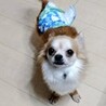 男性にもべったり甘えるチワワのキュート君