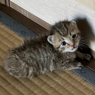 【急募】生後約2〜3週間　子猫の里親を募集します。