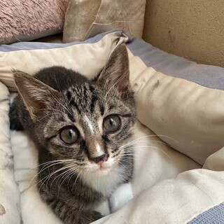 おっとり、お顔の模様がチャームポイント♡あまりん