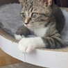 おっとり、お顔の模様がチャームポイント♡あまりん