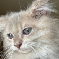PIPI