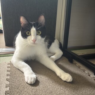 かわいいこてつちゃん