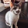 とっても人懐っこい男の子 サムネイル2