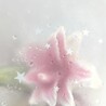 おぽちゃ