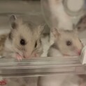 シルバーカラーハムスターの里親さん募集します。