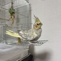里親様が見つかりました！