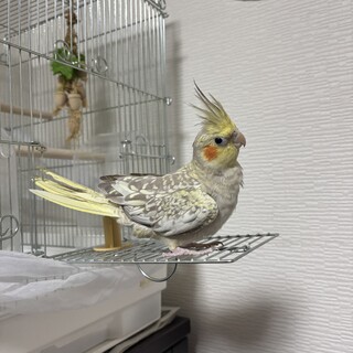 里親様が見つかりました！