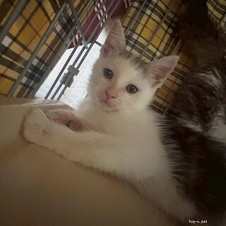 人馴れ抜群　元気いっぱい　ライムくん