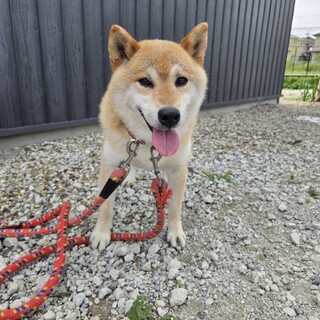 賢い柴犬カズくん