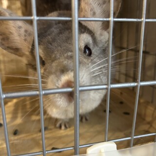 チンチラ3〜4歳オス、シナモン