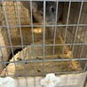 チンチラ3〜4歳オス、シナモン サムネイル2