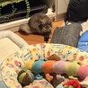 チンチラ3〜4歳オス、シナモン サムネイル3