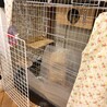 チンチラ3〜4歳オス、シナモン サムネイル4