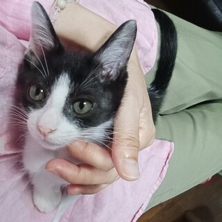 白黒♡黒は少し薄茶　元気な*男の子