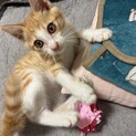 生後2〜3ヶ月くらいの人慣れ抜群の茶白子猫ちゃん
