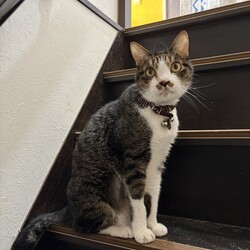 トムさん、絶好調