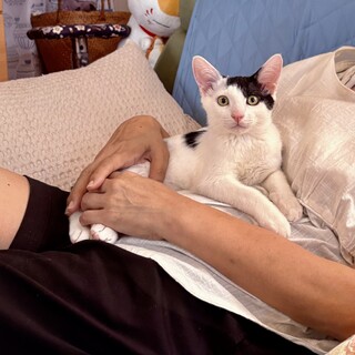 やんちゃな白黒子猫