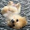 小さくてしっかり者のチワポメのキキちゃん サムネイル2