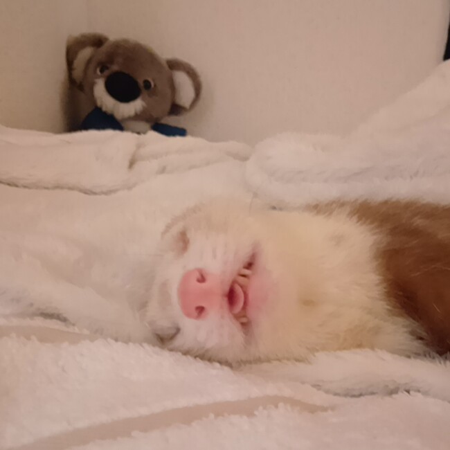 ふくふくまやのカバー写真
