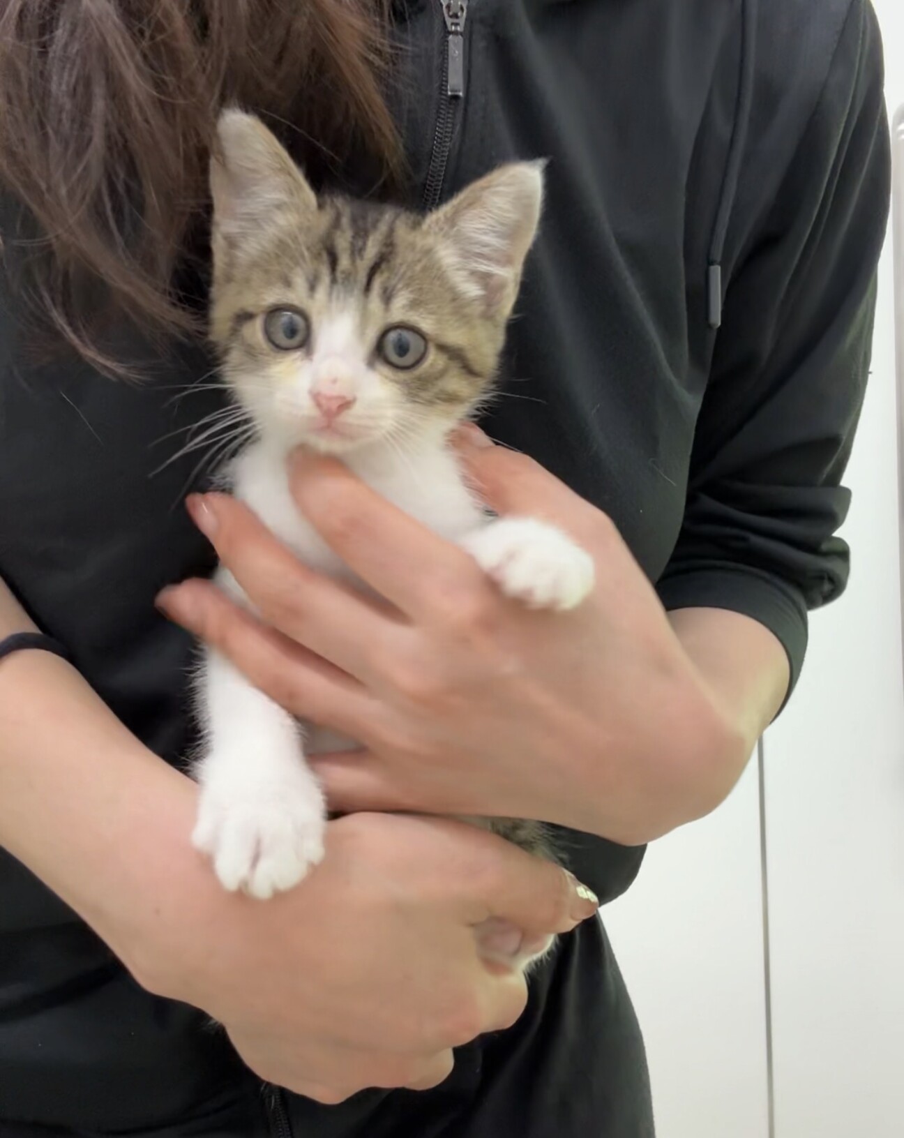 可愛いすぎキジ白ちゃん?」東京都 - 猫の里親募集(545114) 2枚目の