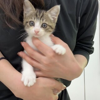 可愛いすぎキジ白ちゃん????2ヶ月　甘えん坊