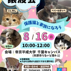 さくらねこDays 保護猫譲渡会